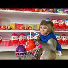 Baby Monkey Little BoBo doing shopping Goes Koi Fishing And Eats With Kittens Puppy