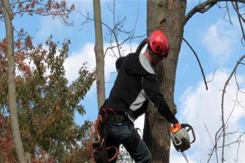 What is the job description of a arborist?