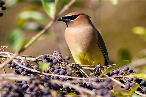 Native Plants To Attract Wildlife in Boston