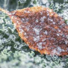Leaf And Ice II