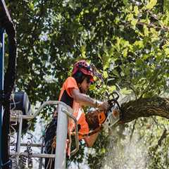 From Chainsaws To Chippers: How Winter Park Tree Services Use Equipment To Enhance Your Landscape