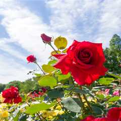 Garden Glam Without the Gut-Punch to Your Wallet