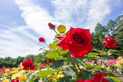 Garden Glam Without the Gut-Punch to Your Wallet