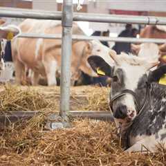 Home - luckeyfarmers.com