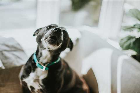 My Inbox is Full of Pet Drama (And Honestly, I'm Here for It)