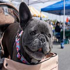 The Ultimate Guide to Pet-Friendly Boutiques in Northern New Jersey