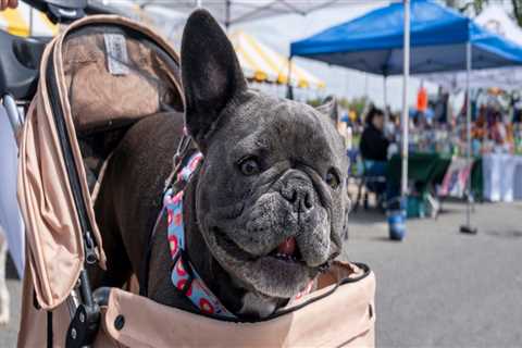 The Ultimate Guide to Pet-Friendly Boutiques in Northern New Jersey